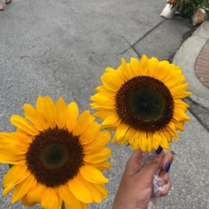 Meet your Posher, Noelle